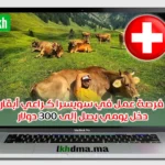 فرصة عمل في سويسرا كـراعي أبقار – دخل يومي يصل إلى 300 دولار!